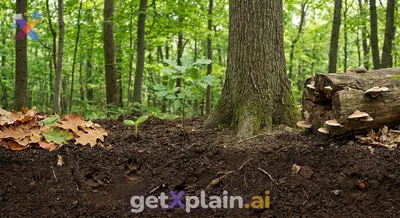 Why Do All Living Things Have an End to Their Life?