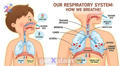 What Is the Respiratory System and How Does It Help Us Breathe?