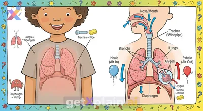 How Does Our Respiratory System Help Us Breathe?