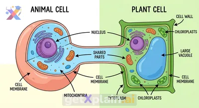 What Are the Main Differences Between Animal and Plant Cells?