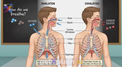 How Do Our Lungs Help Us Breathe and Why Is It Essential?