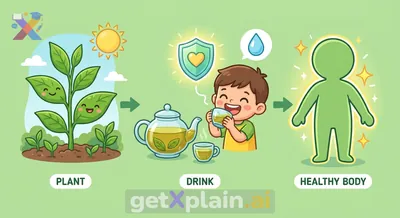 What Goodness Does Green Tea Bring to Our Bodies?