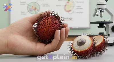 What is this unique reddish fruit with soft spines?