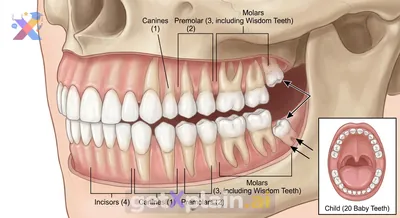 How Many Teeth Do Adults Have, and What Are Their Jobs?