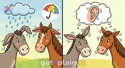 What happens if water enters a donkey's or horse's ears?