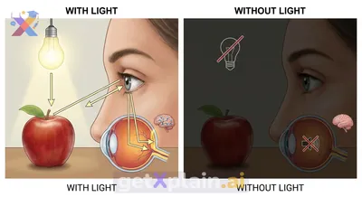 Why Can't Our Eyes See in Complete Darkness?