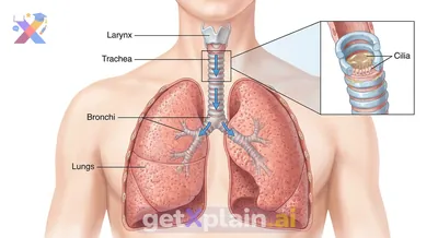 What is the Trachea's Role in Respiration?