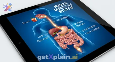 How Does Our Body Digest the Food We Eat?