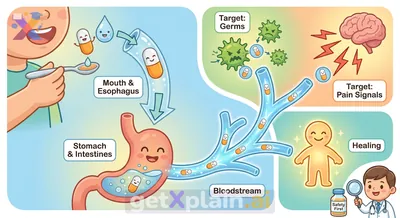 How Do Medicines Help Our Bodies?