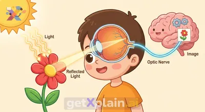 How Do Our Eyes See the Wonderful World?