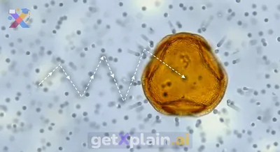 ما هي الحركة البراونية ولماذا هي مهمة؟