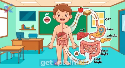 How Does the Human Digestive System Work?