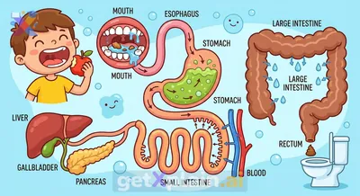 How Does Our Body Break Down and Use Food?