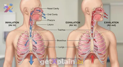 How Do Humans Breathe? Exploring the Respiratory System