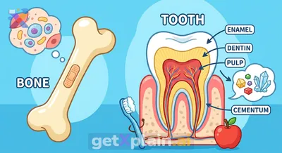 What Are Teeth Made Of If Not Bones?