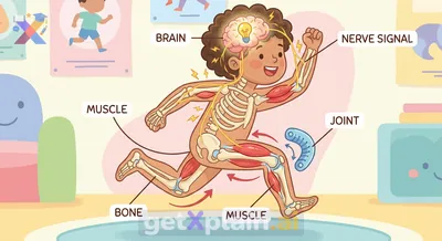 How Do Our Bodies Move: Bones, Muscles, and Brain?