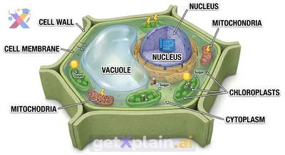 What Are Plant Cell Parts and Their Functions?