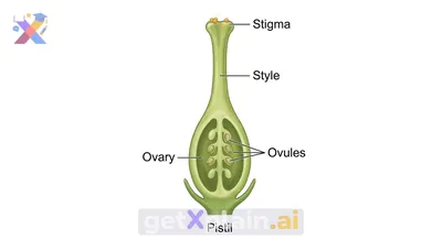 What Are the Parts of a Female Flower?
