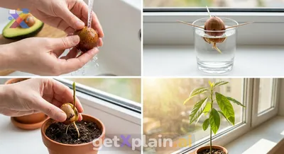 How Can We Grow an Avocado Plant from a Seed?