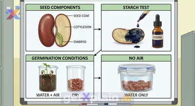 What Conditions Do Seeds Need to Germinate?