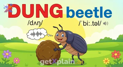 How Do You Pronounce 'Dung Beetle'?