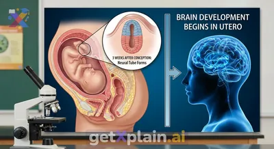 When Does a Child's Brain Begin Developing?