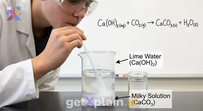 Why Does Lime Water React with Carbon Dioxide?
