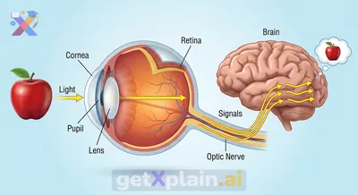 How Do Our Eyes Help Us See the World?