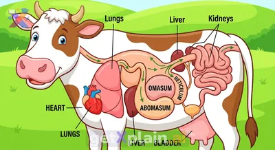What's Inside a Cow: Exploring Its Amazing Body?