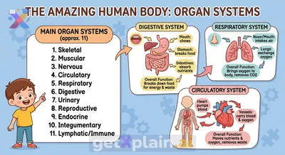 How Many Systems Are in Our Body and What Do They Do?