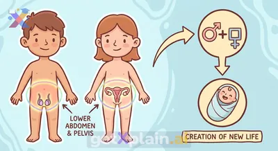 Where is the Reproductive System and What is Its Function?