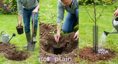 How Can We Plant a Tree Step-by-Step?
