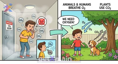 Can Humans Breathe Carbon Dioxide Safely?