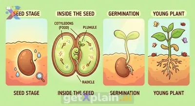 How Does a Seed Grow into a Young Plant?