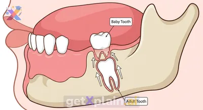 Why Do Children Lose Their Baby Teeth?