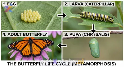 What Amazing Journey Do Butterflies Take in Their Lives?