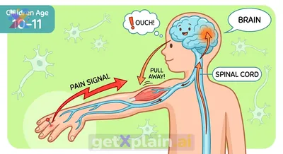 How Do Our Bodies Feel Pain and Why Is It Important?