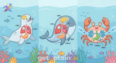 What Internal Parts Do Seals, Whales, and Crabs Have?