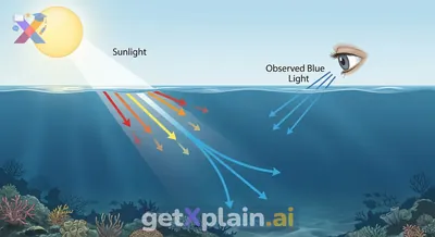 Why Does the Ocean Look Blue to Our Eyes?