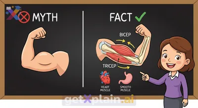 Is Our Science Lesson About Muscles Correct?