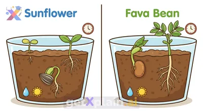 How to Germinate Sunflower and Fava Bean Seeds?