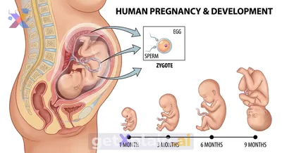 How Do Babies Begin and Grow Inside Their Mothers?
