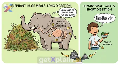 Why do plant-eating elephants grow large, but humans don't?