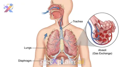 How Do Our Bodies Breathe? Exploring the Respiratory System