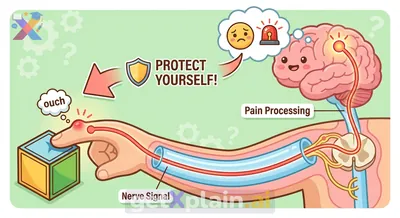 How Does Our Body Sense Pain from Injuries?