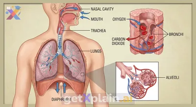What Do Lungs Do in Our Bodies?
