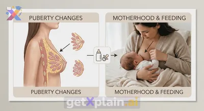 Why Do Girls' Bodies Develop Breasts and Their Natural Role?