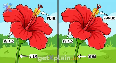 What Parts Make Up This Red Hibiscus Flower?