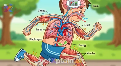 What Changes Happen in Our Body When We Run?
