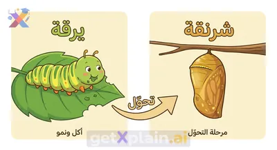 كيف تتحول اليرقة إلى فراشة؟